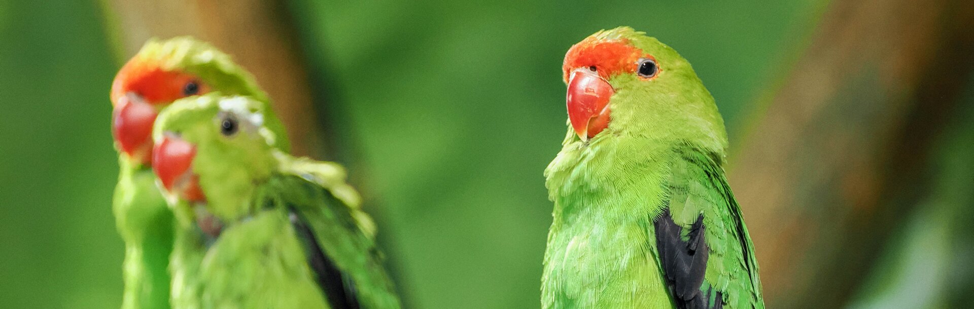 Gruppe von Tarantapapageien sitzt auf einem Ast | © Zoo Salzburg/Angelika Köppl