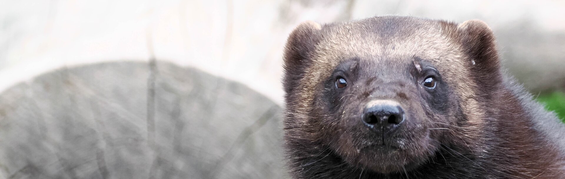 Vielfraß blickt in Kamera | © Zoo Salzburg / Angelika Köppl