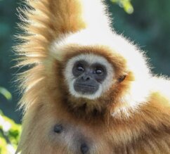 Weißhandgibbon hängt im Baum | © Zoo Salzburg/Angelika Köppl