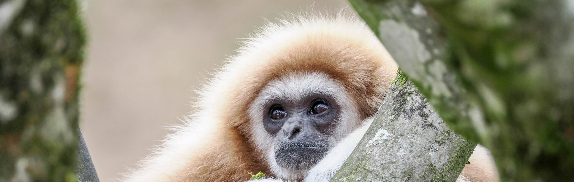 Weißhandgibbon stützt sich mit den Armen auf eine Astgabel | © Zoo Salzburg/Angelika Köppl