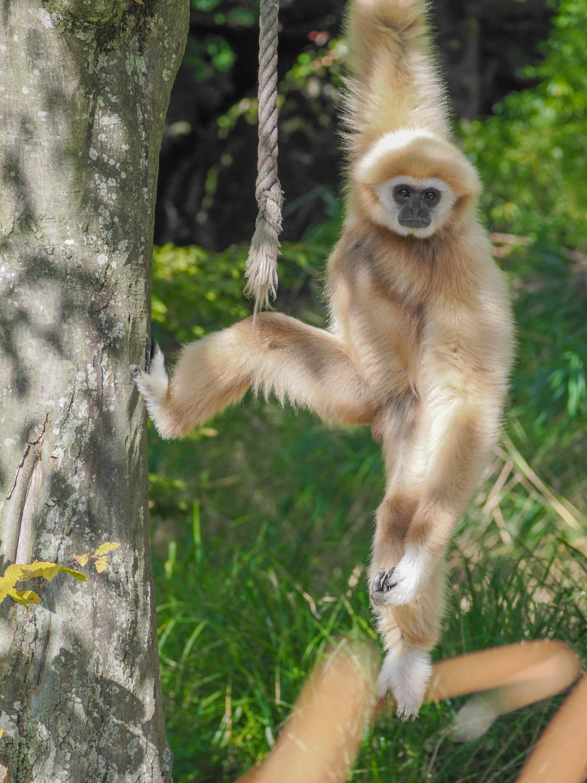 Weißhandgibbon hängt mit einer Hand von einem Baum herab | © Zoo Salzburg/Angelika Köppl