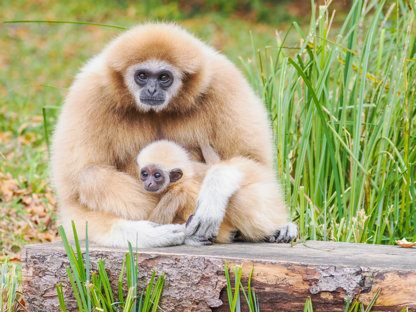 Weißhandgibbon Mutter mit Jungtier sitzt auf Holzsteg | © Zoo Salzburg/Angelika Köppl