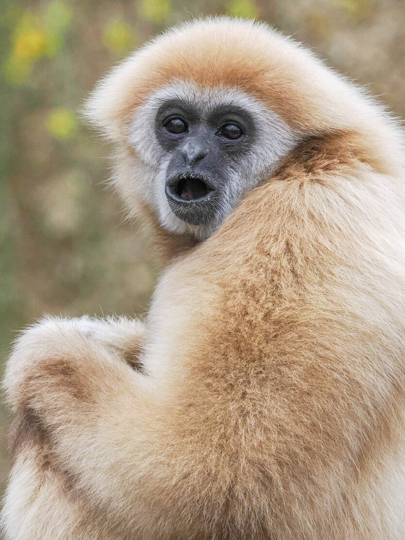 Weißhandgibbon im Portrait beim singen | © Zoo Salzburg/Angelika Köppl