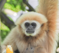 Weißhandgibbon hält einen Maiskolben in der Hand | © Zoo Salzburg/Angelika Köppl