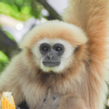 Weißhandgibbon hält einen Maiskolben in der Hand | © Zoo Salzburg/Angelika Köppl