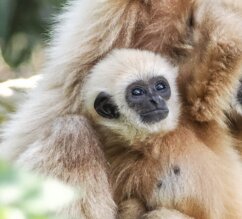 Weißhandgibbon-Mutter mit ihrem Jungtier | © Zoo Salzburg/Angelika Köppl