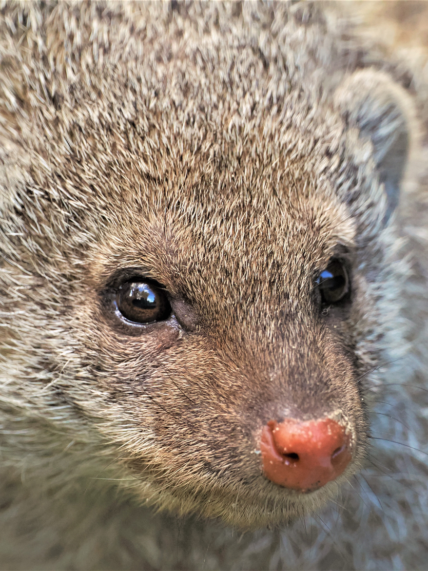 Zebramanguste Nahaufname Gesicht | © Zoo Salzburg/Angelika Köppl