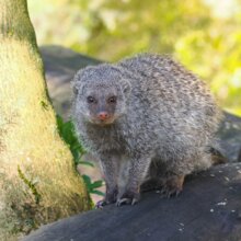 Zebramanguste sitzt auf einem Baumstamm | © Zoo Salzburg/Angelika Köppl