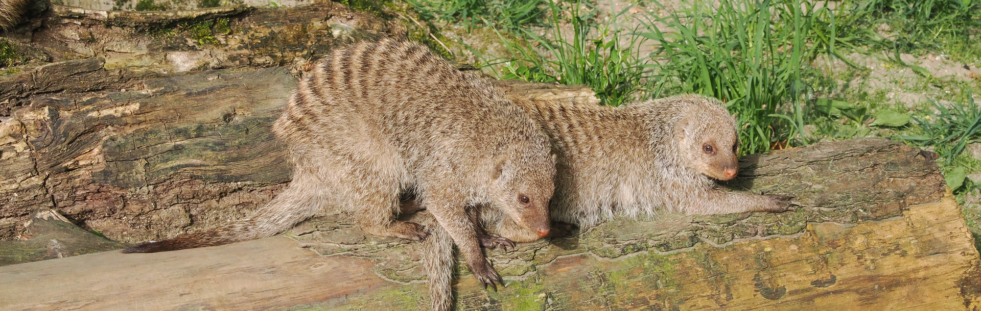 zwei Zebramangusten liegen auf einem Baumstamm | © Zoo Salzburg/Angelika Köppl