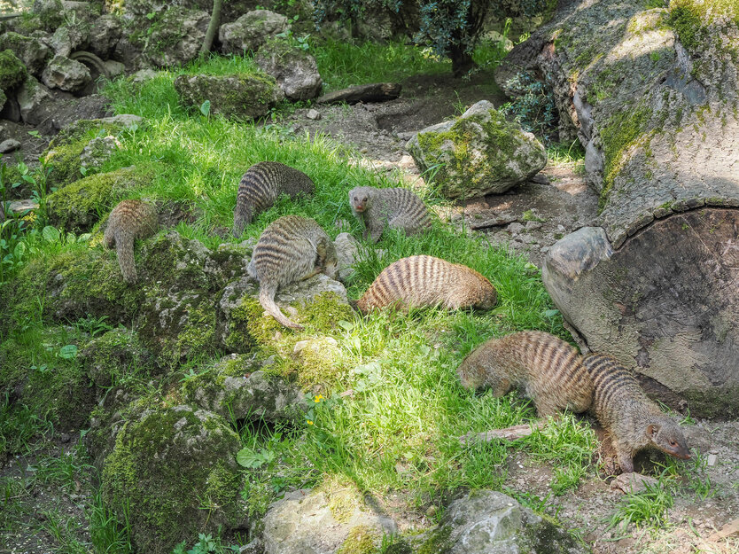 Zebramangusten im Gras suchend | © Angelika Köppl