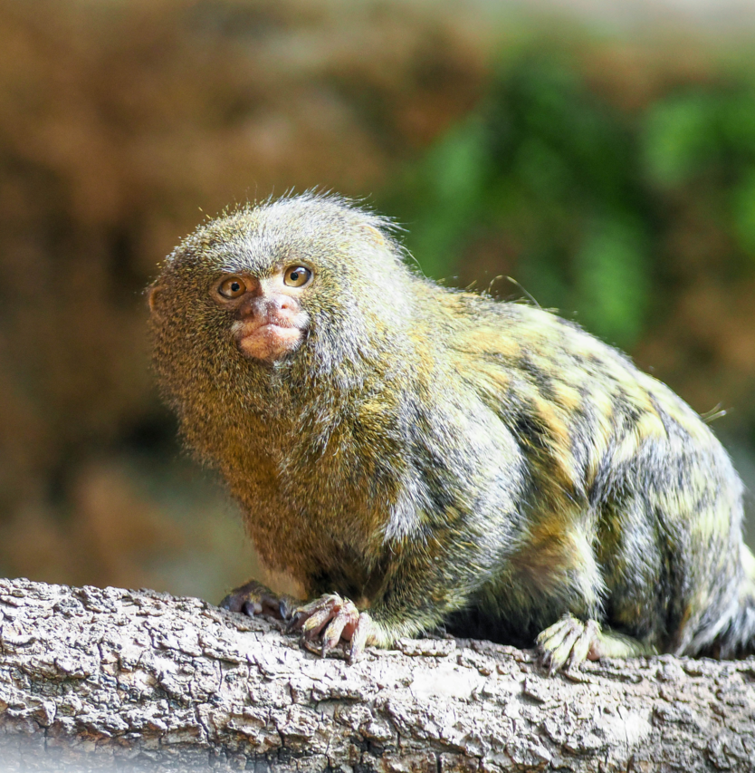 Zwergseidenaffe sitzt auf Ast | © Angelika Köppl