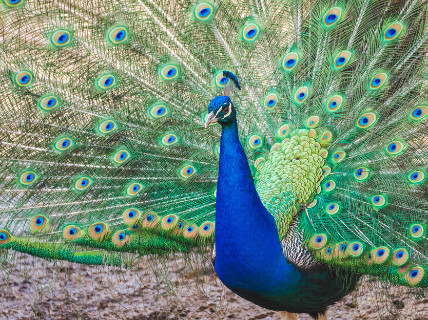 Blauer Pfau im Portrait | © Zoo Salzburg/Angelika Köppl