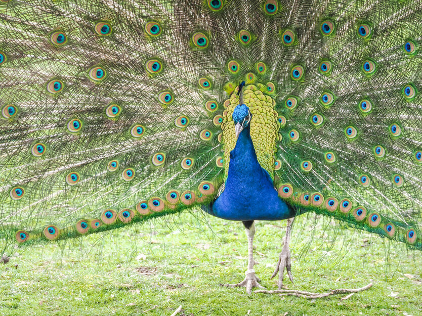 Blauer Pfau frontal, schlägt Rad | © Zoo Salzburg/Angelika Köppl