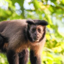 gehaubter Kapuzineraffe auf einem Seil | © Zoo Salzburg/Angelika Köppl