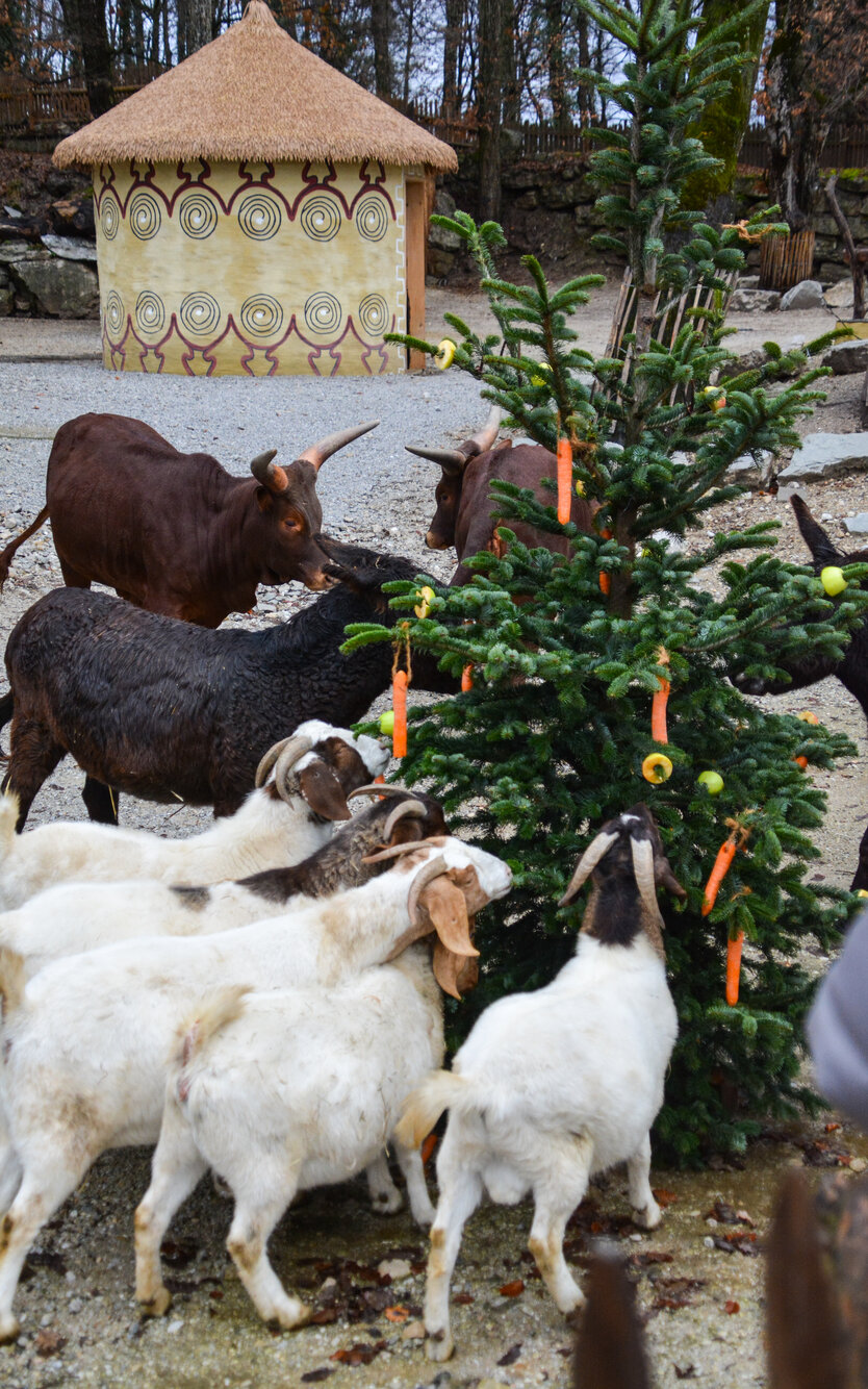 Burenziegen, Watussirinder und Hausesel fressen an einem Christbaum | © Zoo Salzburg