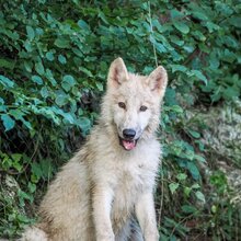 Polarwolfjungtier mit Zunge raus | © Zoo Salzburg / Angelika Köppl