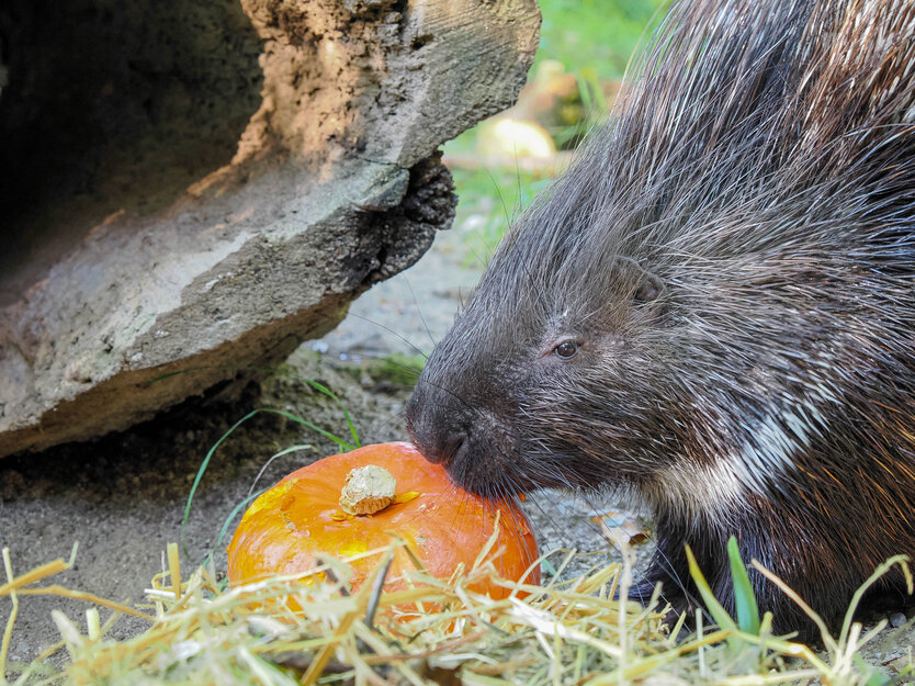 Stachelschwein mit Kürbis | © Zoo Salzburg / Angelika Köppl