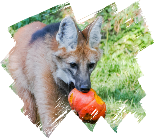 Mähnenwolf mit Kürbis im Scratchrahmen | © Zoo Salzburg / Angelika Köppl