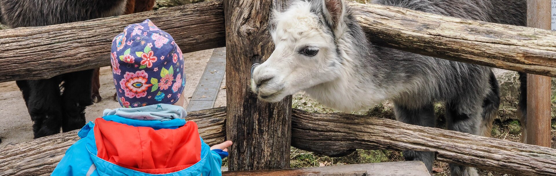 Kleiner Besucher beim Alpaka füttern | © Zoo Salzburg / Angelika Köppl