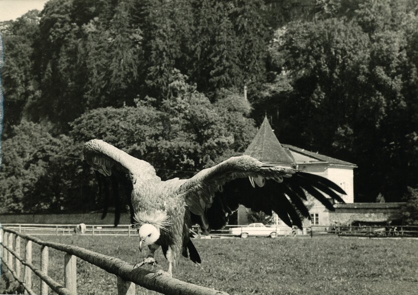 Nostalgiebild - Gänsegeier vor dem Zoo Salzburg | © Zoo Salzburg