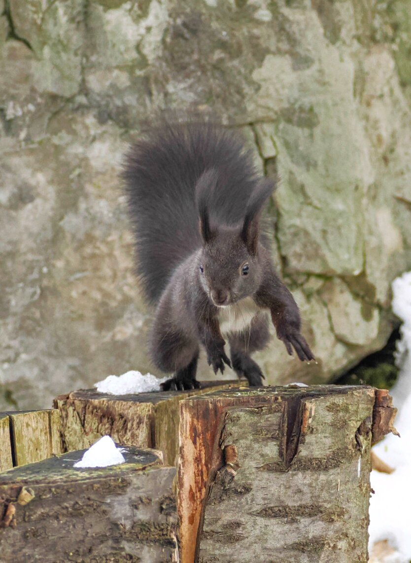 Eichhörnchen im Sprung im Schnee | © Angelika Köppl